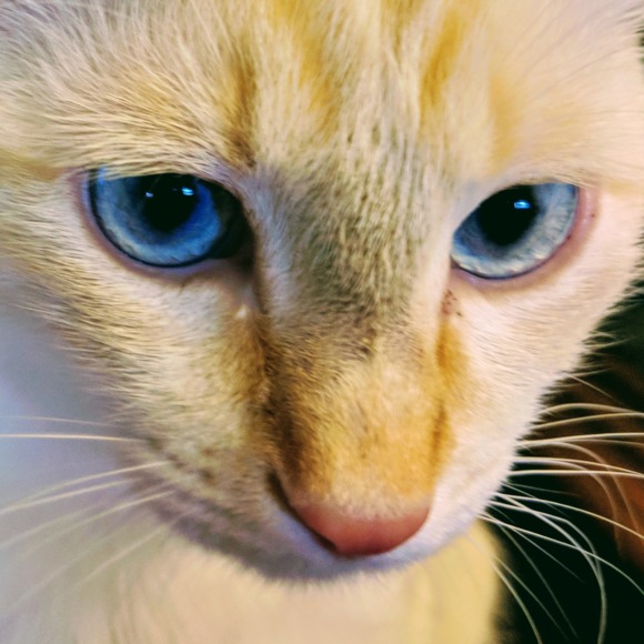 imacatmom7